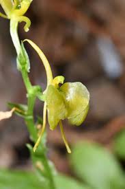 Image result for Sopubia angolensis