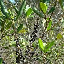 Image result for Myrsine