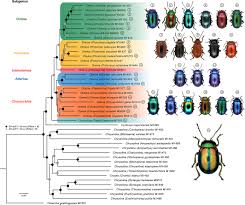 Image result for Chrysochloa