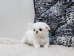 maltese puppies for sale puppy adoption dogs and puppies for sale adoption puppies