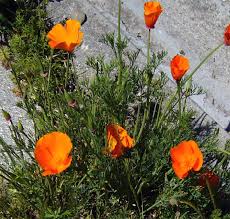 Image result for Eschscholzia