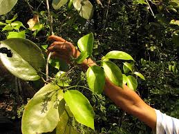 Image result for Celastraceae