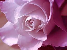 صور ورد احمر صور ورد flowers photos blue roses wallpaper flowers beautiful flowers