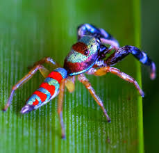 Pin Von Uwe Heinzel Auf Insekten Spinne Insekten Tiere