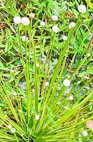 Image result for Eriocaulaceae