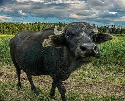 beef and water buffalo meat for 2021