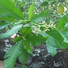 Image result for Psychotria bugoyensis