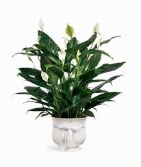 See more ideas about oregon flower, flower farm, oregon. 541 664 1878 Florist Medford Oregon Judys Florist