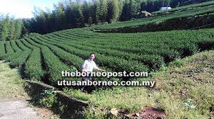 Nah, tanah inilah yang dicadangkan agar diusaha. Pelbagai Jenis Jambu Batu Ladang Teh Gamit Pelancong Utusan Borneo Online