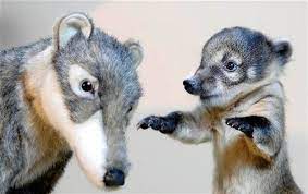 tumblr lmlsdld12k1qz7tiao1 500 jpg jpeg image 500x315 pixels baby animals animal pictures animals