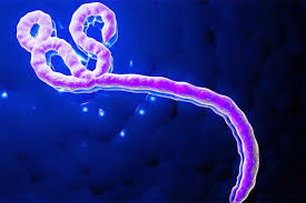 Este virus natural puede causar una enfermedad hemorrágica que fulmina con un. Fiebres Hemorragicas Viricas Fhvs Ebola Y Marburg