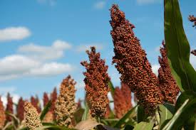 Check spelling or type a new query. Sorghum Use Is On The Rise Hgtv