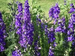 Crosswords containing the clue flowerless plants. List Of Poisonous Flowers Wikipedia