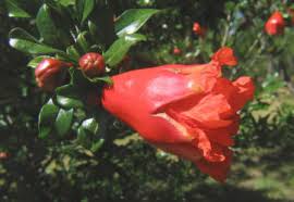 Image result for Punicaceae