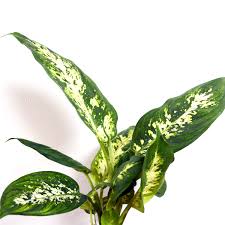 Dieffenbachia Compacta Plant Leaves Plants Indoor Jungle