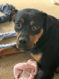Adopt Queen On Petfinder In 2020 Dog Adoption Rescue Dogs Adoption
