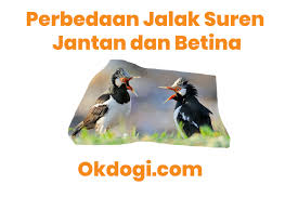 Perbedaan blackthroat jantan dan betina om kicau / blackthroat anakan umur 3 bulan gacor ngerol durasi panjang by blater : Perbedaan Spesifik Jalak Suren Jantan Dan Betina