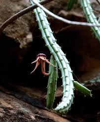 Image result for Huernia procumbens