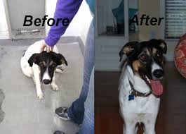 Learn more about cabarrus county animal shelter in concord, nc, and search the available pets they have up for adoption on petfinder. Dog Rescues In North Carolina My Dog Rescue