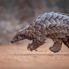 Pangolins are unique among mammals because of their scales, which are made of keratin, the stuff of hair and fingernails. Pangolin Species Wwf