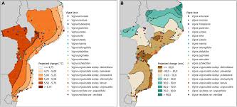 Image result for Vigna oblongifolia