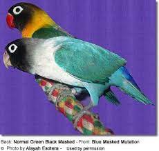 Black Masked Lovebirds Aka Masked Lovebirds Eye Rings Love Birds Pet Birds Beautiful Birds