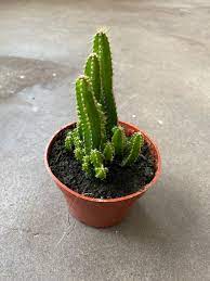 You have to remember that camels have i assume you mean how are camels capable of eating cactus. Fairy Castle Cactus Peas Bees Co