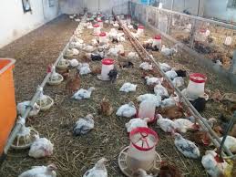 Pui de gaina de o zi gasesti de vanzare la cele mai bune preturi prin intermediul vital best nutrition! Pui De O Zi Pui Colotat Rasa Hubbard Greutate 1 4kg Facebook