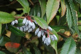 Image result for Berberis julianae