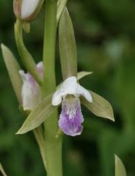 Image result for Eulophia