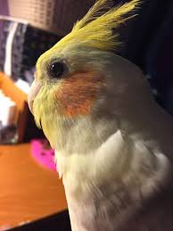 Cockatiel Yellow Bird With Red Cheeks Pin By Stitch Clean On Feathers Cockatiel Pretty Birds Cute Birds