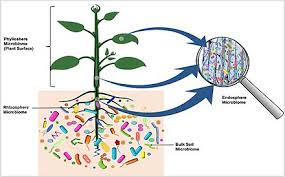 Microbiota Wikipedia