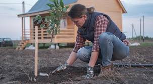 Some growers have experimented with fall planting, but this method has its risks associated with subjecting young trees to severe winter temperatures. Planting Fruit Trees In The Fall