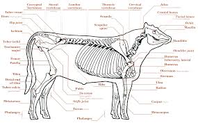 The question of how many joints there are in the human body is a difficult one to answer because it depends on a number of variables. Https Www Uidaho Edu Media Uidaho Responsive Files Extension 4 H Animal Science Lesson Plans Selection Skeletal Structure L2 Ckinder All Pdf La En Hash 4235d95ce1283ab7d42519422b59f2e387cb8157