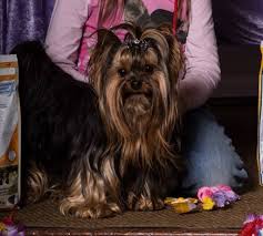 We did not find results for: Yorkshire Terrier Black And Tan Deckanzeigen