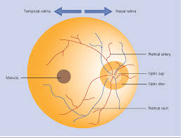 Diagram Of Fundus Wiring Diagram General Helper