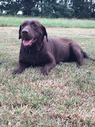 Check spelling or type a new query. Labrador Retriever Puppies For Sale Montezuma Ga 287329