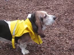 Maybe you would like to learn more about one of these? Animal Regulations The City Of Tualatin Oregon Official Website
