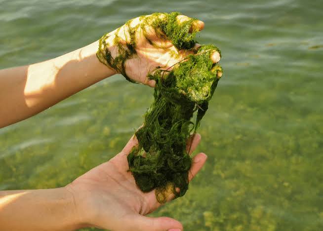 Algae growing densely at the edge of a pond