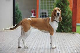 Image result for bernský honič