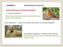 Artificial selection, breed, chromosome, evolution, fitness, genotype, mutation, natural selection, phenotype [note to teachers over many generations, breeders selected which animals to mate in order to select for desired traits. Ppt Concept Mechanisms Of Evolution Powerpoint Presentation Free Download Id 2497747