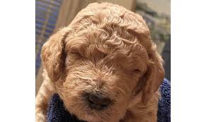 We complete genetic testing with paw print genetics to ensure that your puppy is healthy and will not get degenerative myelopathy, icthyosis, neonatal encehalopathy, progressive retinal atrophy, and von willebrand disease. We Are Picking Up Our Medium F1b Goldendoodle Puppy In 3 Weeks Any Recommendations Of Things To Have On Hand Preferred Food Etc Tia Goldendoodles
