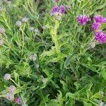 Image result for Erlangea