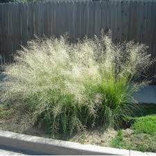 Image result for Eragrostis