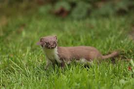 Eulen nisten in alten scheunen oder auf dachböden, ihnen kann man. Mauswiesel Forum Fur Naturfotografen