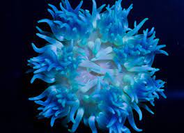 Blue Long Tentacle Rock Anemone Saltwater Aquarium Fish Ocean Creatures Ocean Animals