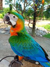 Fertile Bird Eggs For Sale Uk Macaw Hybrid Catalina Parrot Pet Bird Breeds Cute Animals