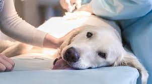 Maybe you would like to learn more about one of these? Pet Emergency Care Near Me 94587 Veterinary Medical Center