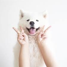 A E S T H E T I C S Doggos Dog Tumblr Cute Animals Dogs