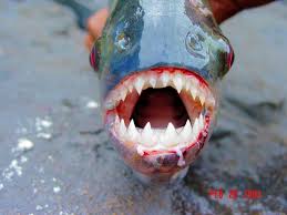 Many fish species do have tongues, but they are not the same as mammal tongues. 22 Razor Sharp Piranha Facts Fact Animal